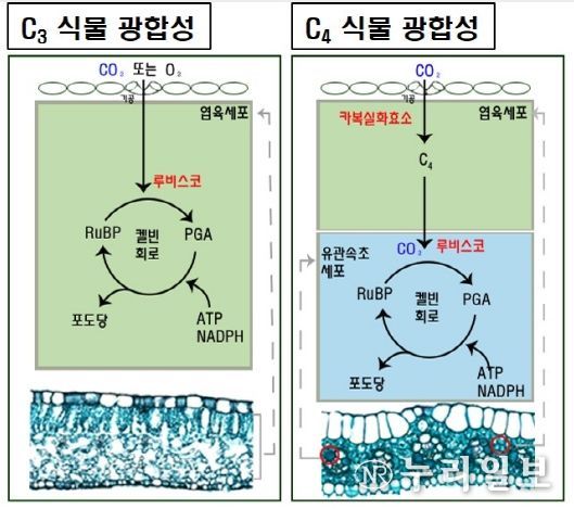 C3와 C4 식물의 광합성 경로 차이 모식도