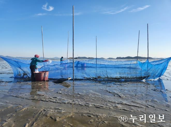 가리맛조개 종자, 살포 사진