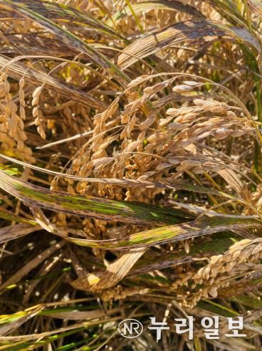 벼 깨씨무늬병 피해 사진