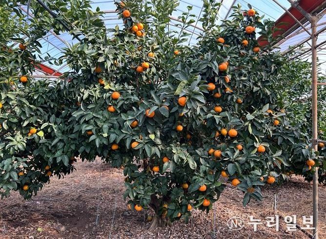 ‘미래향’ 재배