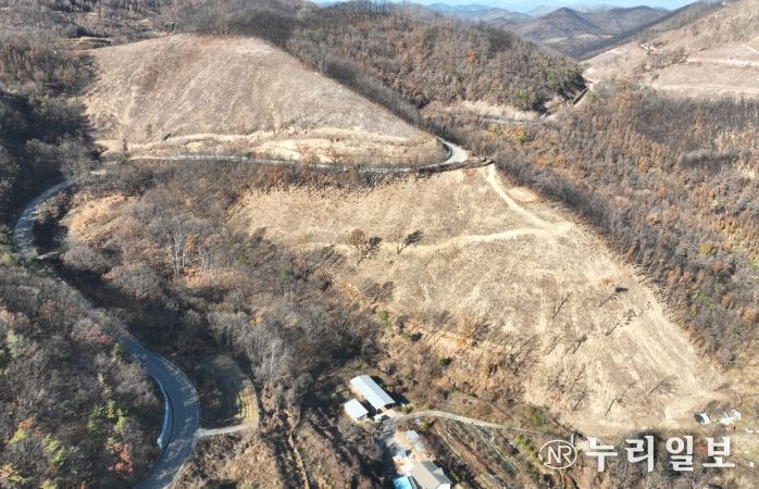 산불피해지 위험목 제거