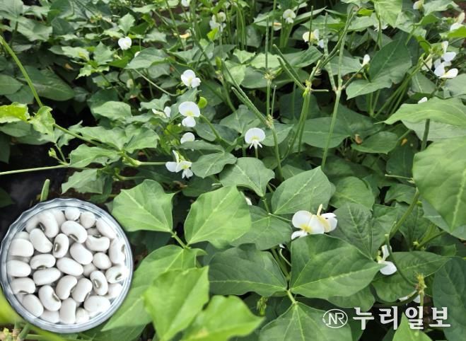 흰색 동부 신품종 미당 사진