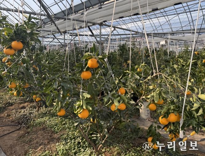 , 2026년 새기술보급 시범사업 대상자 모집