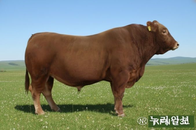 KPN1730(도체중 우수)