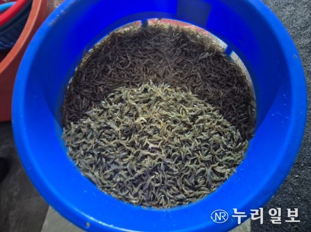 ‘녹조를 사료로’ 전북자치도·국립생태원, 토하 친환경 양식기술 특허 3건 공동 출원