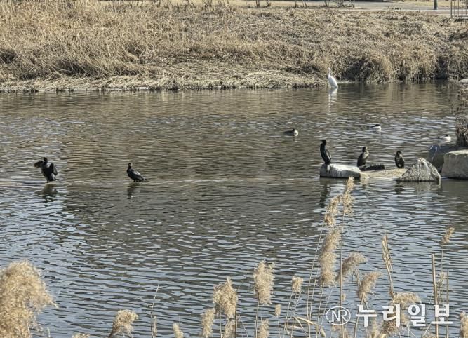 동두천시 남산모루 작은도서관, 신천 겨울 철새 관찰 프로그램 성료
