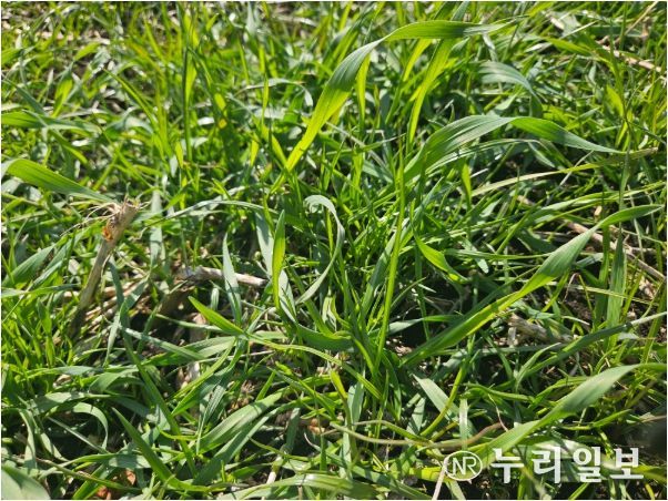 트리티케일 성숙 전경