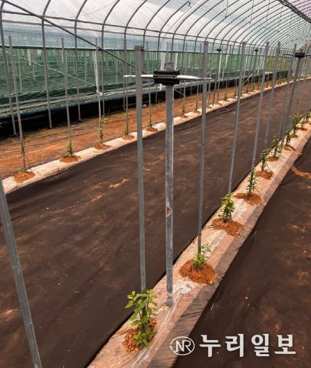 구기자 시설재배