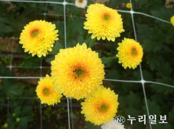 국화(큐티버블앰버)