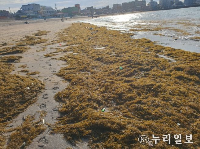 제주도, 설 연휴 괭생이모자반 집중 수거