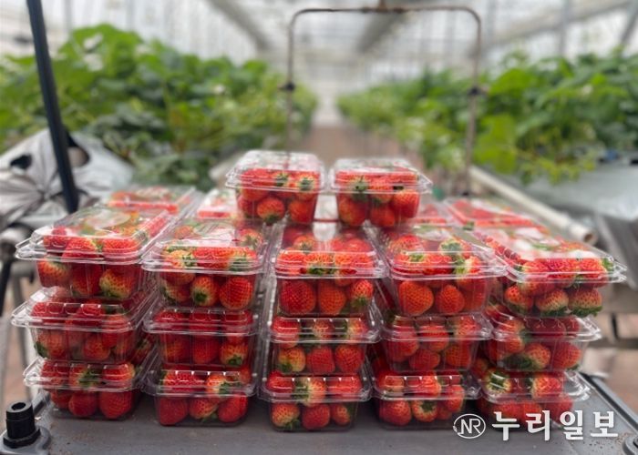 남양주시 농업기술센터, ‘딸기 연구의 결실’ 이웃에게 나눔