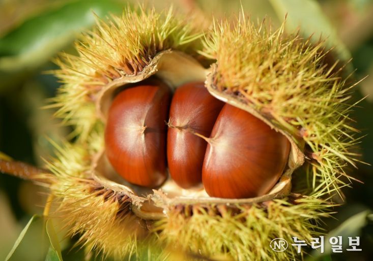밤나무 재배 임가 대상 내달 6일까지 무상 분양 신청 접수