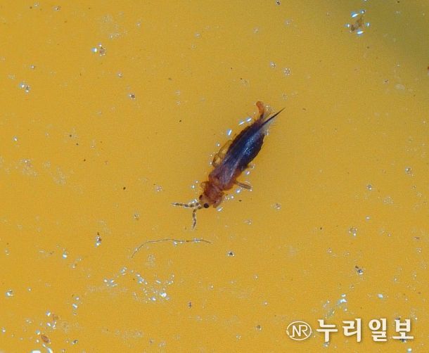 육묘 농가에서 칼라병 매개충인 ‘총채벌레’ 발생