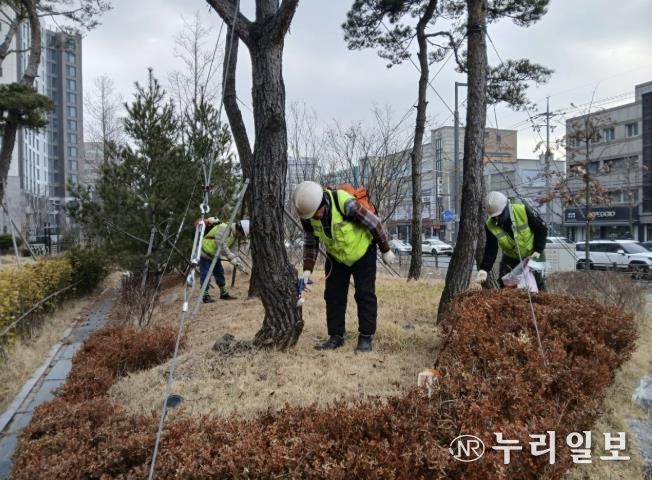 수원시 팔달구, 소나무 재선충병 방제완료