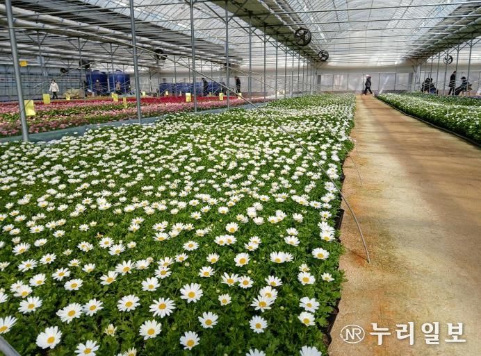 여월꽃양묘장에 식재된 비올라 모습