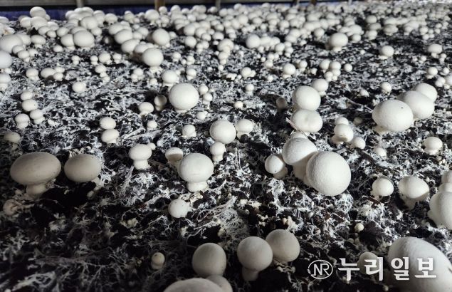 고품질 양송이 생산 위한 환절기 환경 관리