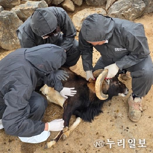 대구시 달성공원관리소, 구제역 백신 일제접종… 사슴 등 4종 47마리