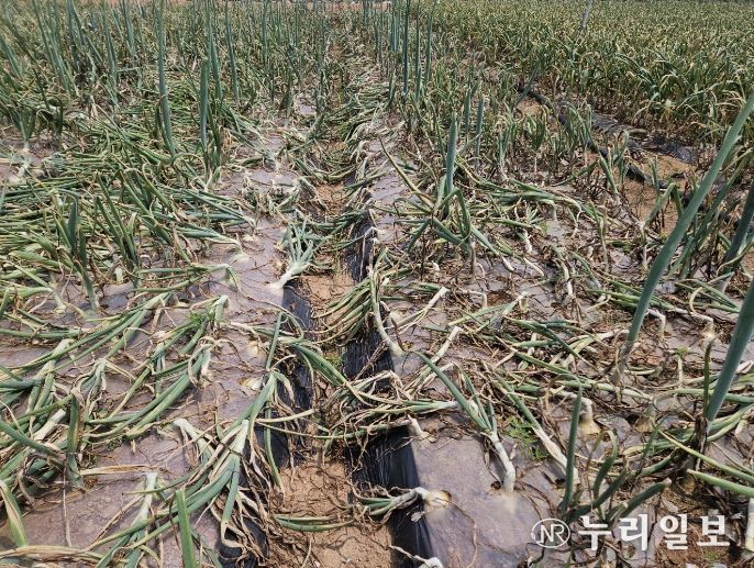 양파 노균병 발생주의