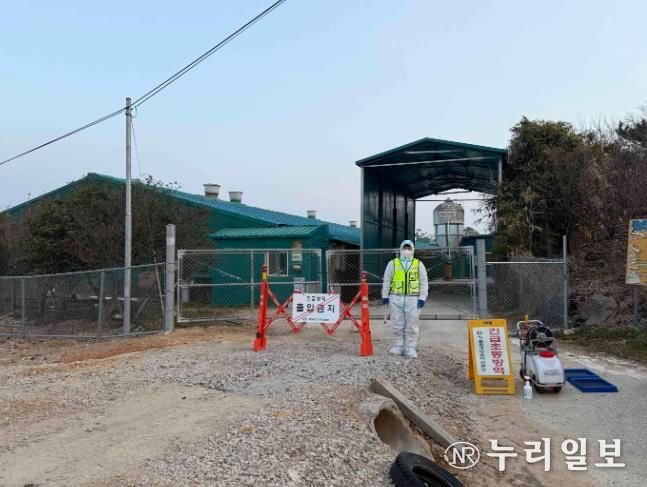 아프리카돼지열병 긴급초동방역 사진