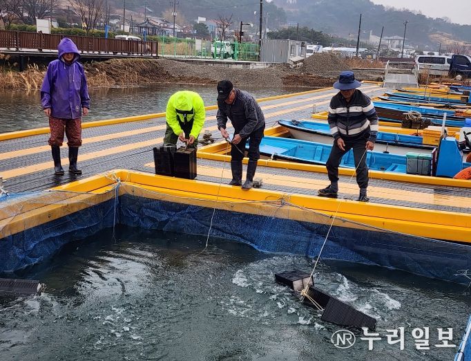 빙어 수정란 1200만 립 이식 완료