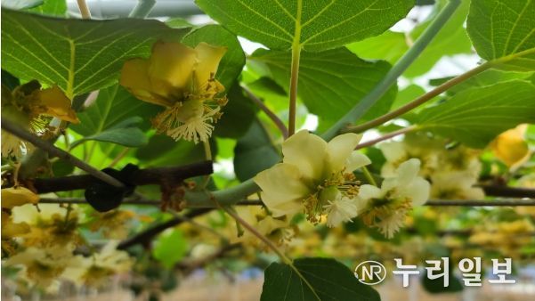키위 꽃