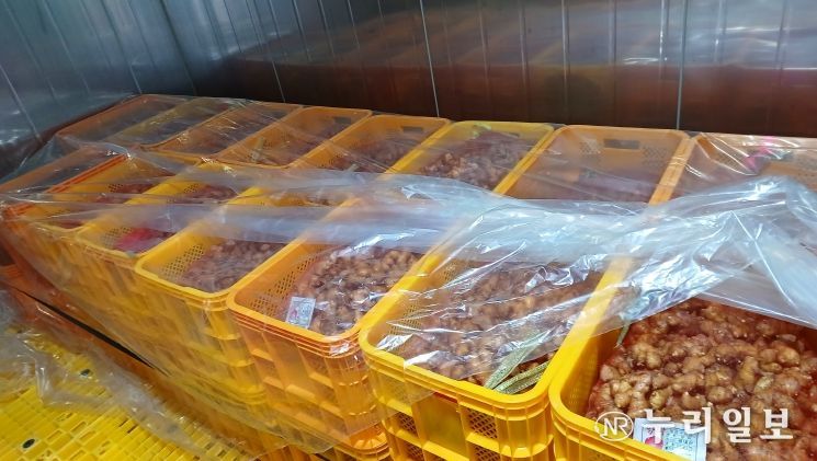 씨생강 소독 후 최아(싹틔우기) 처리