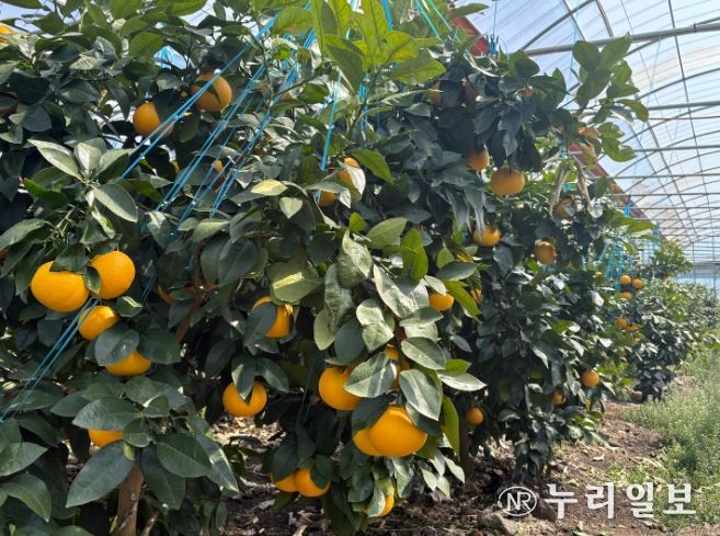 자몽 착과 전경