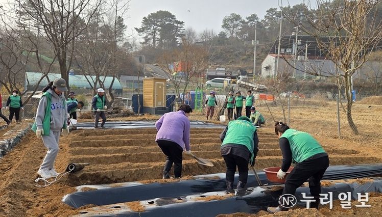 파주 새마을지도자 탄현면 부녀회, 사랑의 감자심기 행사 개최