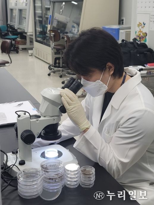 경기도, 일본뇌염·뎅기열 매개모기 감시사업 추진