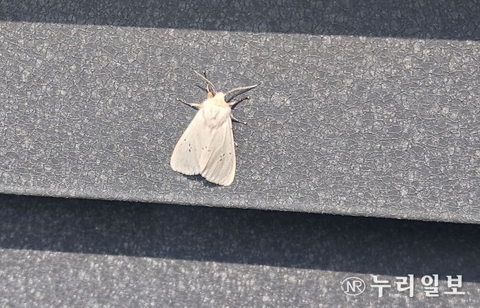 미국흰불나방 조기 출현…초기 방제 ‘비상’