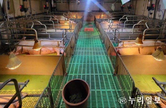 경남도, 양돈 인공지능(AI) 확대에 19억 투입... 생산성·폐사율 동시 잡는다